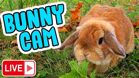 rabbitvams|Bunny cam